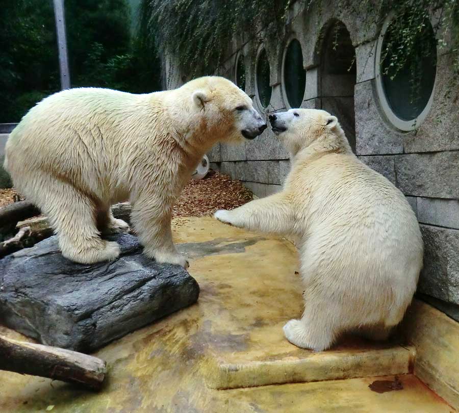 Eisbär und Eisbärin im Zoo Wuppertal am 17. August 2014