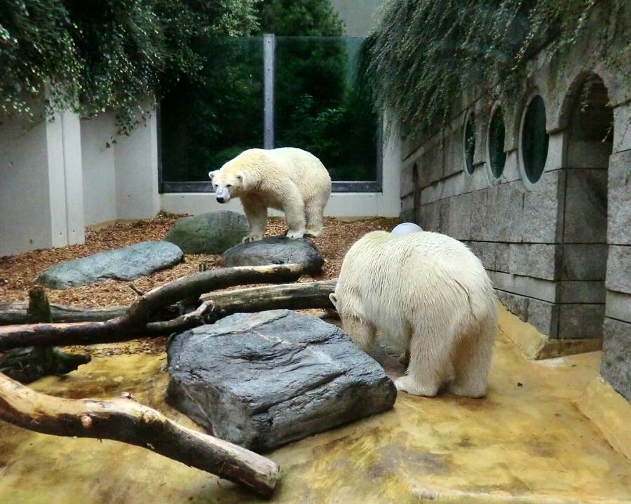 Eisbären im Zoologischen Garten Wuppertal am 17. August 2014