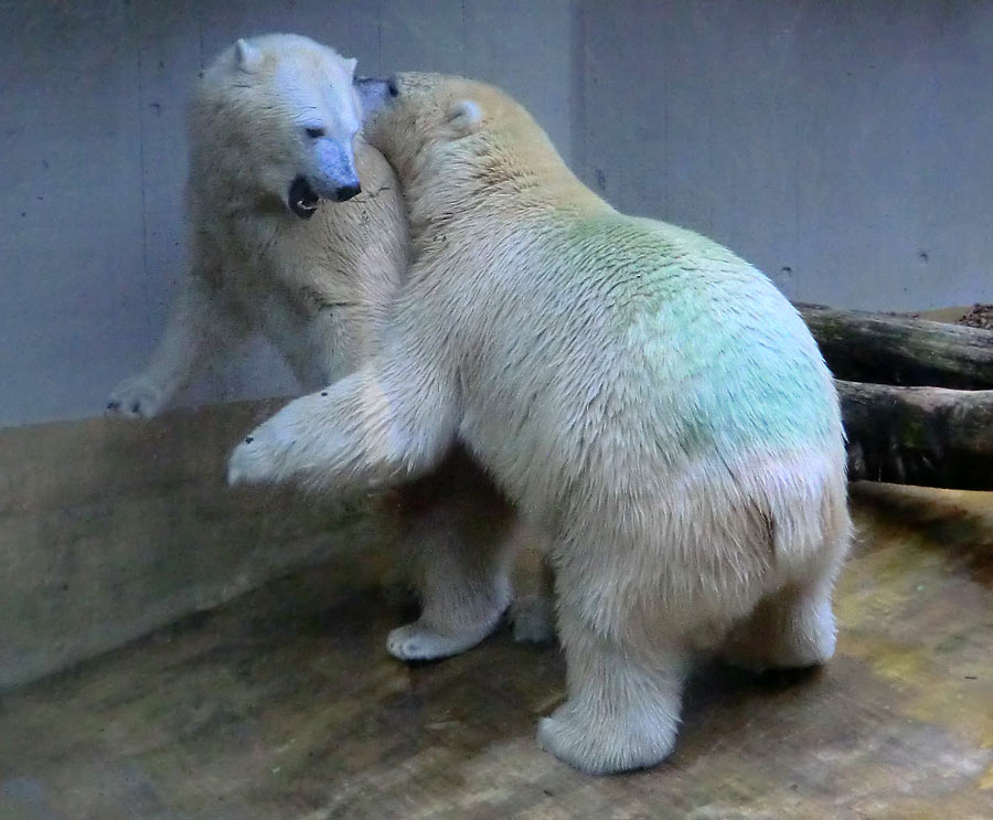 Eisbärin und Eisbär im Wuppertaler Zoo am 17. August 2014