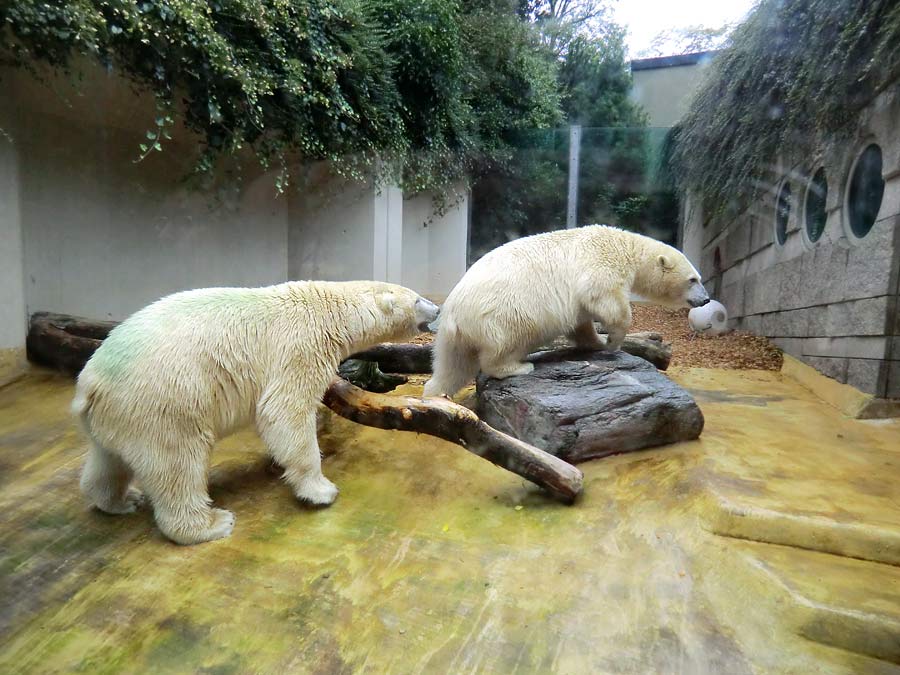 Eisbär und Eisbärin im Zoologischen Garten Wuppertal am 17. August 2014