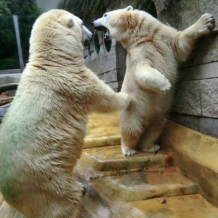 Eisbären am 17. August 2014 im Wuppertaler Zoo