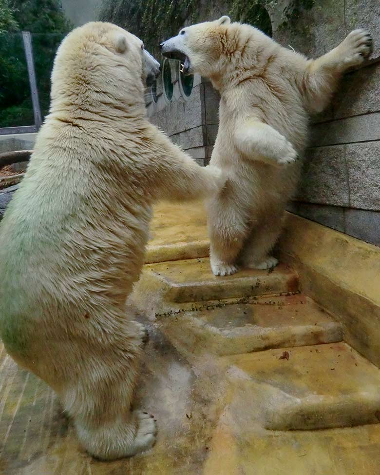 Eisbär LUKA und Eisbärin ANORI am 17. August 2014 im Wuppertaler Zoo