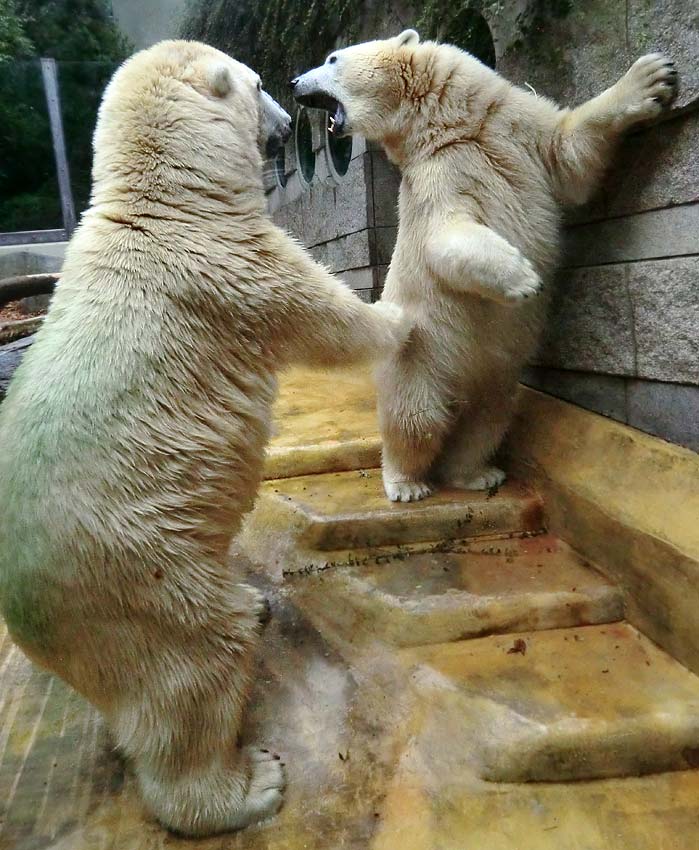 Eisbär und Eisbärin im Zoologischen Garten Wuppertal am 17. August 2014