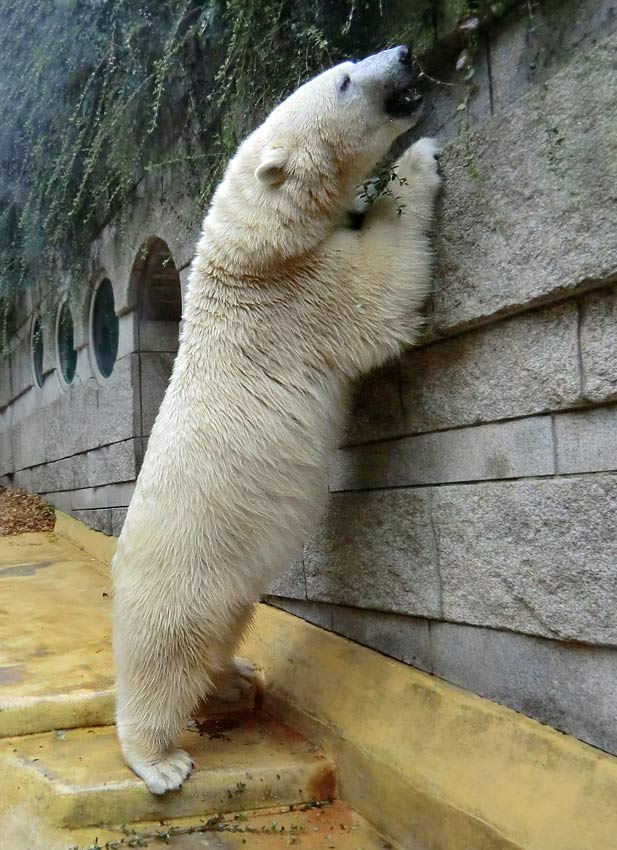 Eisbärin im Wuppertaler Zoo am 17. August 2014