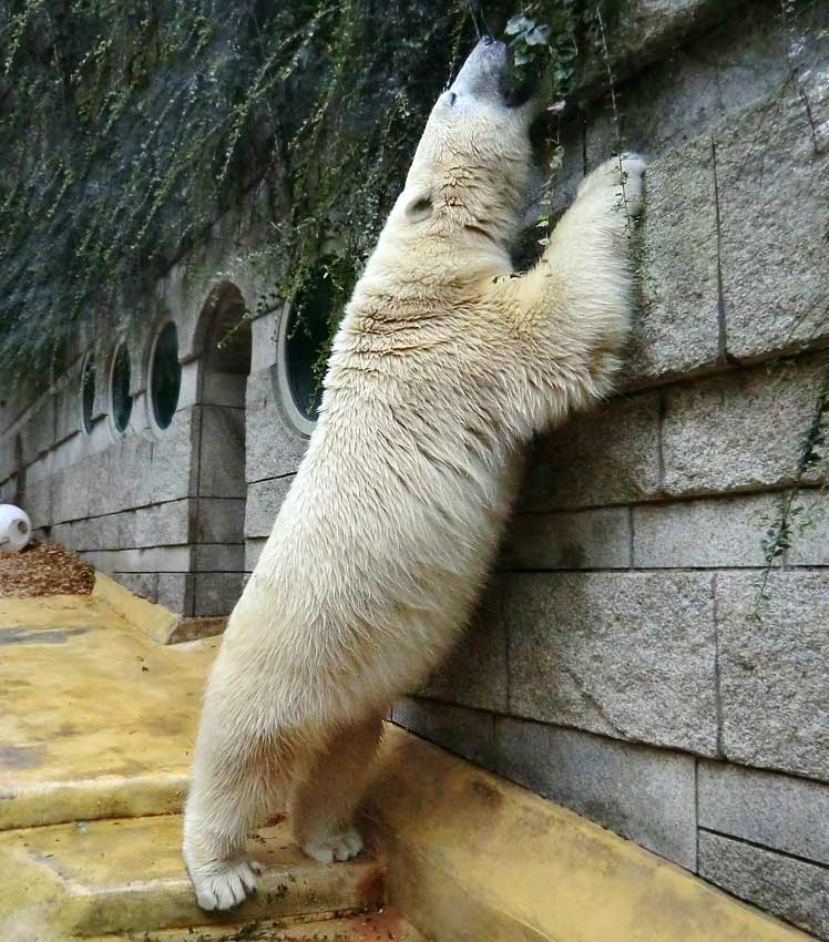 Eisbärin im Zoo Wuppertal am 17. August 2014