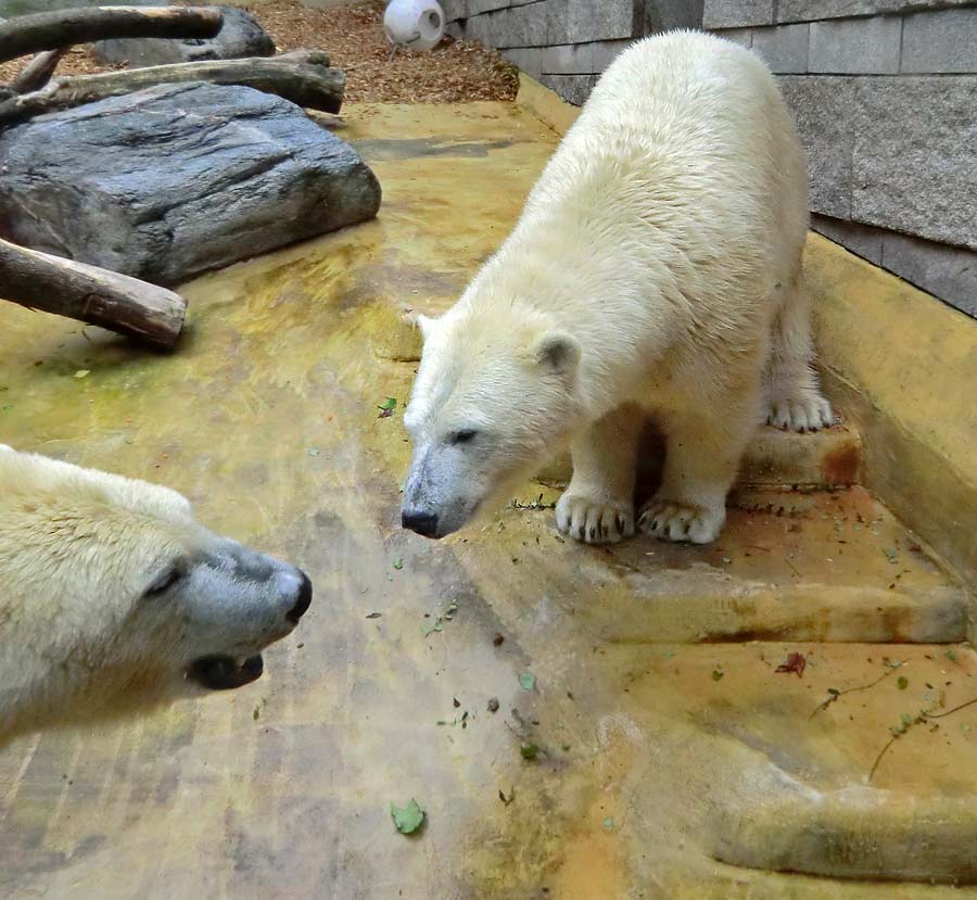 Eisbär und Eisbärin im Zoologischen Garten Wuppertal am 17. August 2014
