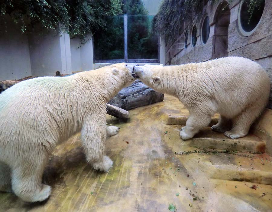 Eisbär und Eisbärin im Wuppertaler Zoo am 17. August 2014