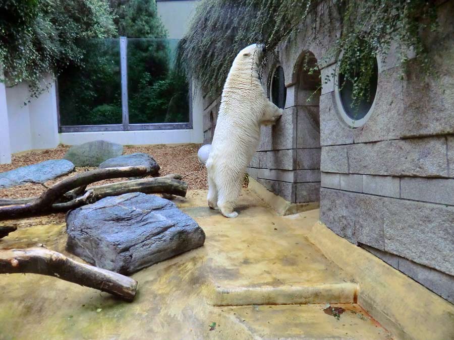 Eisbärin im Zoo Wuppertal am 17. August 2014