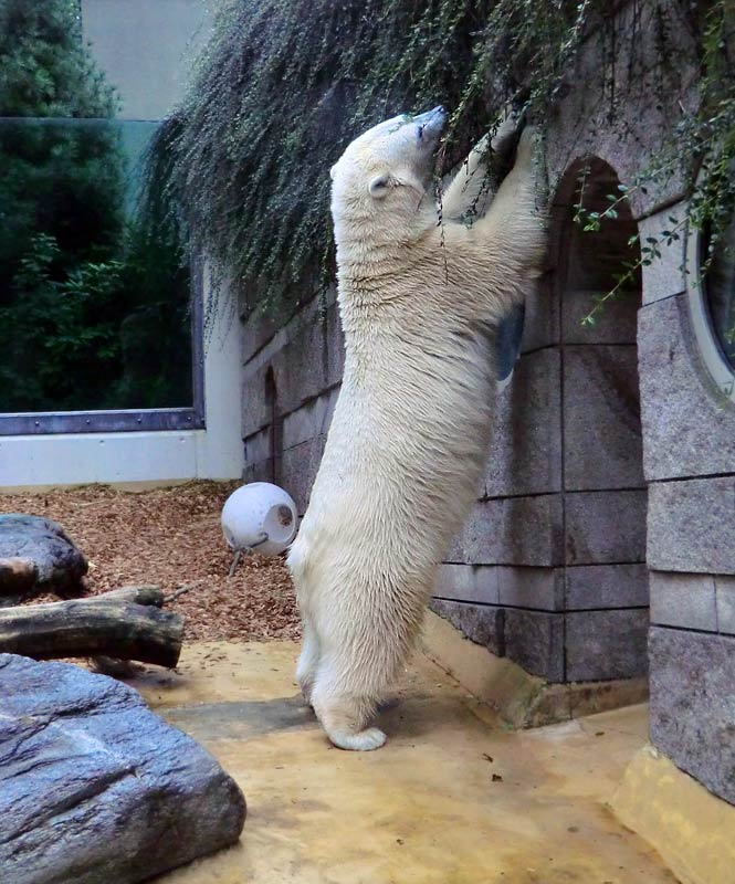 Eisbärin im Zoologischen Garten Wuppertal am 17. August 2014