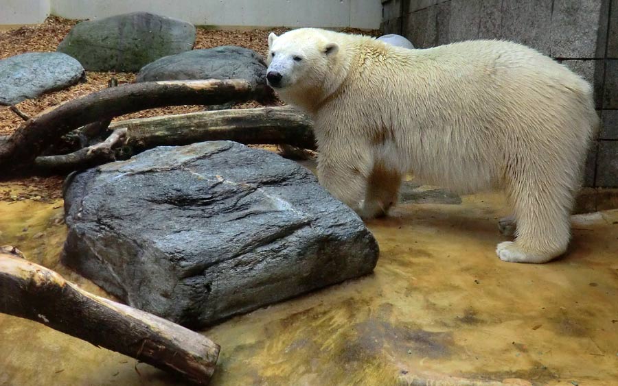 Eisbärin im Wuppertaler Zoo am 17. August 2014