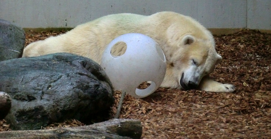 Eisbär im Zoo Wuppertal am 17. August 2014