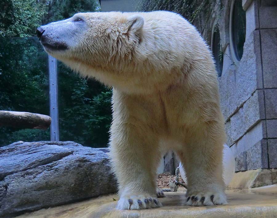 Eisbär LUKA im Zoologischen Garten Wuppertal am 22. August 2014