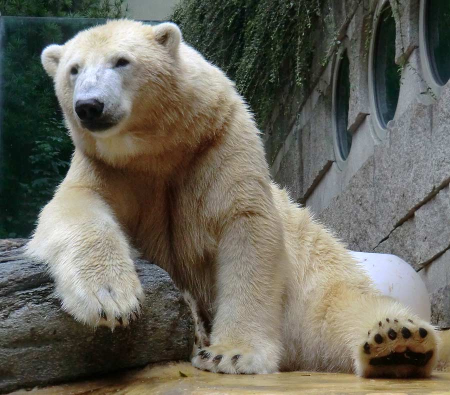 Eisbär LUKA im Zoo Wuppertal am 22. August 2014
