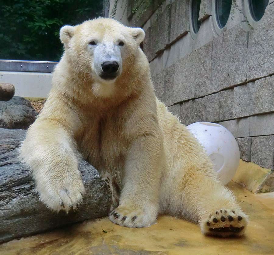 Eisbär LUKA im Zoologischen Garten Wuppertal am 22. August 2014