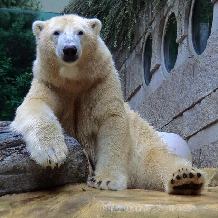 Eisbär LUKA am 22. August 2014 im Wuppertaler Zoo