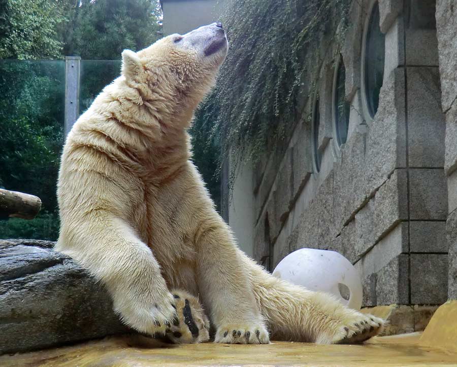 Eisbär LUKA im Zoo Wuppertal am 22. August 2014