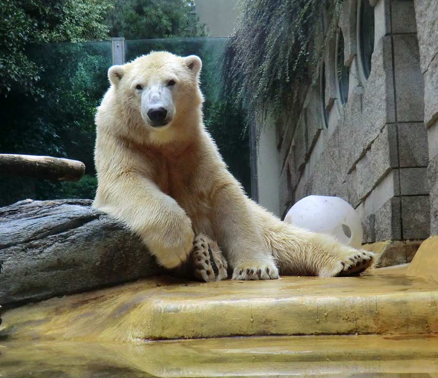 Eisbär LUKA im Zoologischen Garten Wuppertal am 22. August 2014