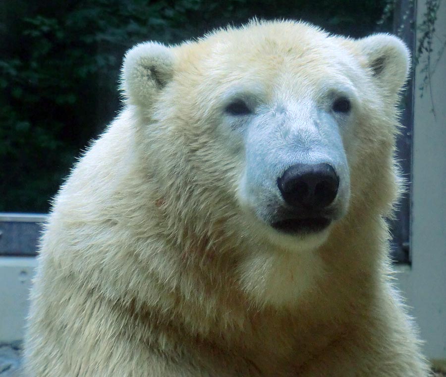 Eisbär LUKA im Wuppertaler Zoo am 22. August 2014