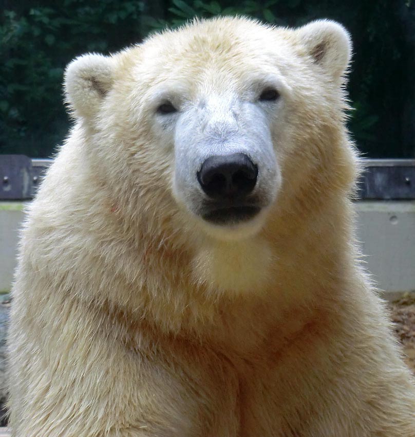 Eisbär LUKA im Zoo Wuppertal am 22. August 2014