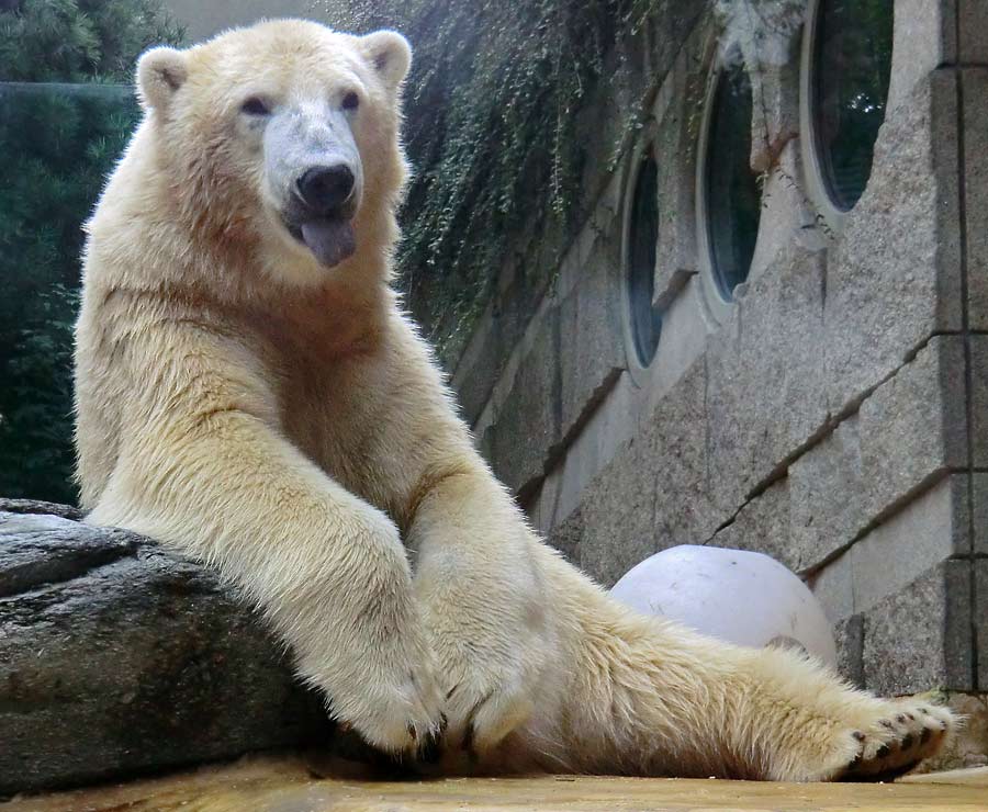 Eisbär LUKA im Zoologischen Garten Wuppertal am 22. August 2014