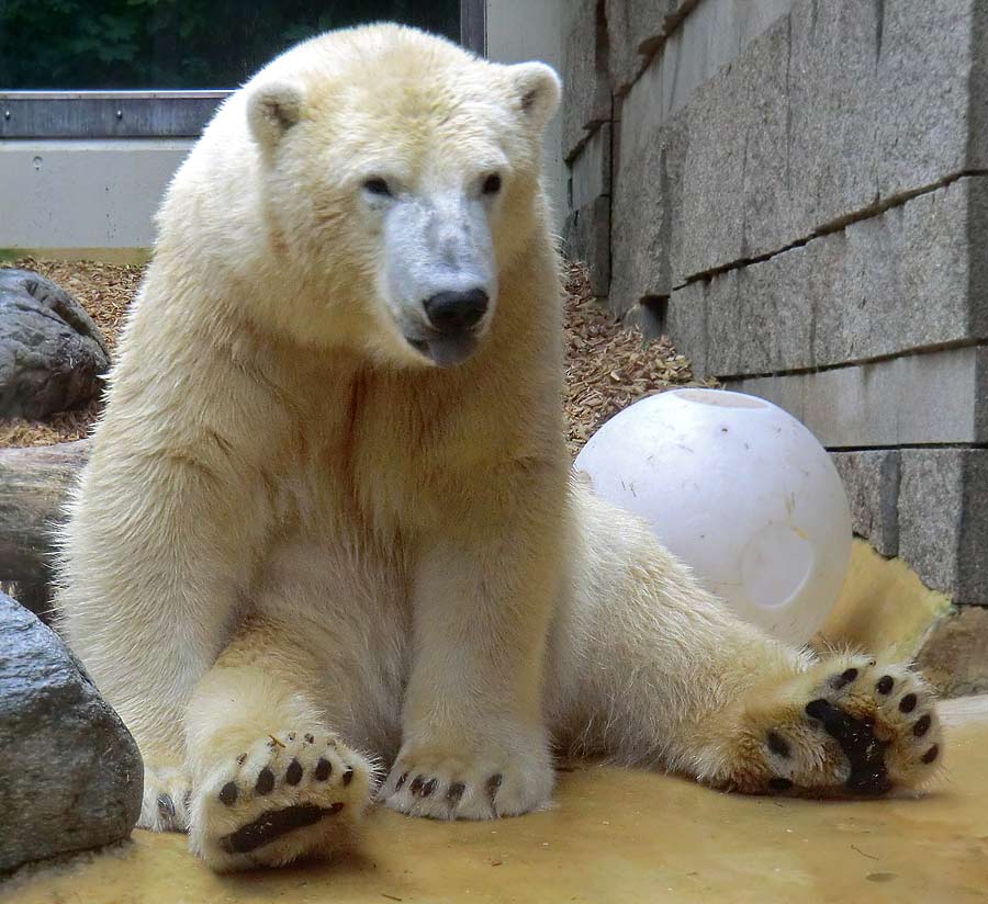 Eisbär LUKA im Wuppertaler Zoo am 22. August 2014