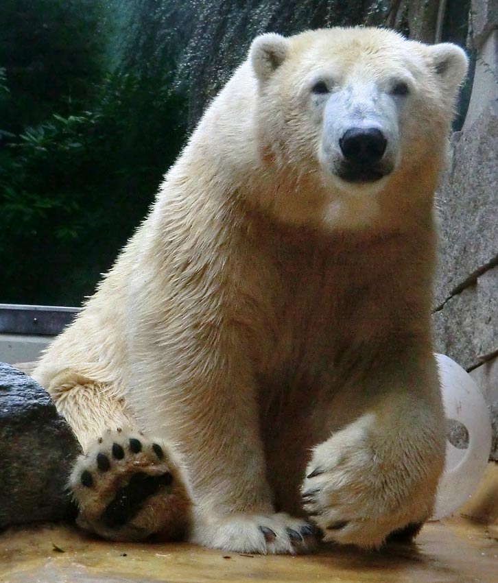 Eisbär LUKA im Zoo Wuppertal am 22. August 2014