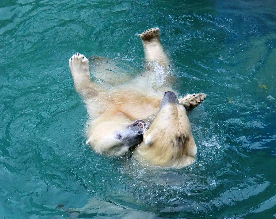 Eisbären im Zoo Wuppertal am 22. August 2014