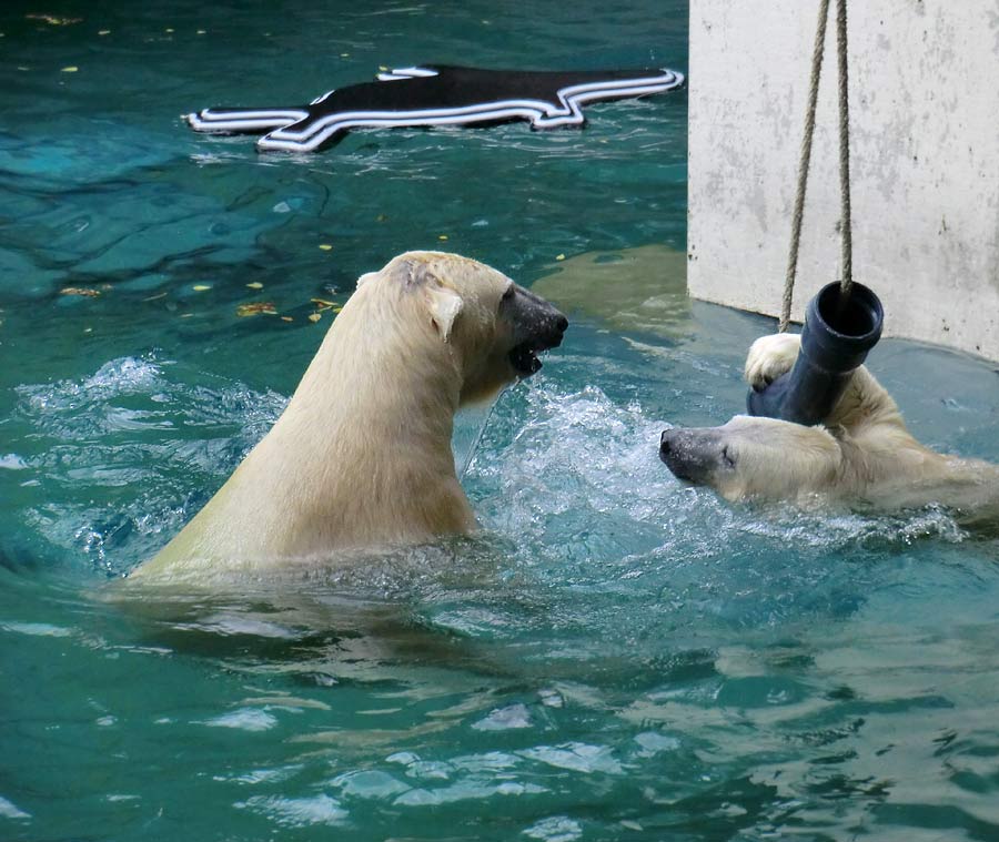 Eisbären im Zoo Wuppertal am 22. August 2014