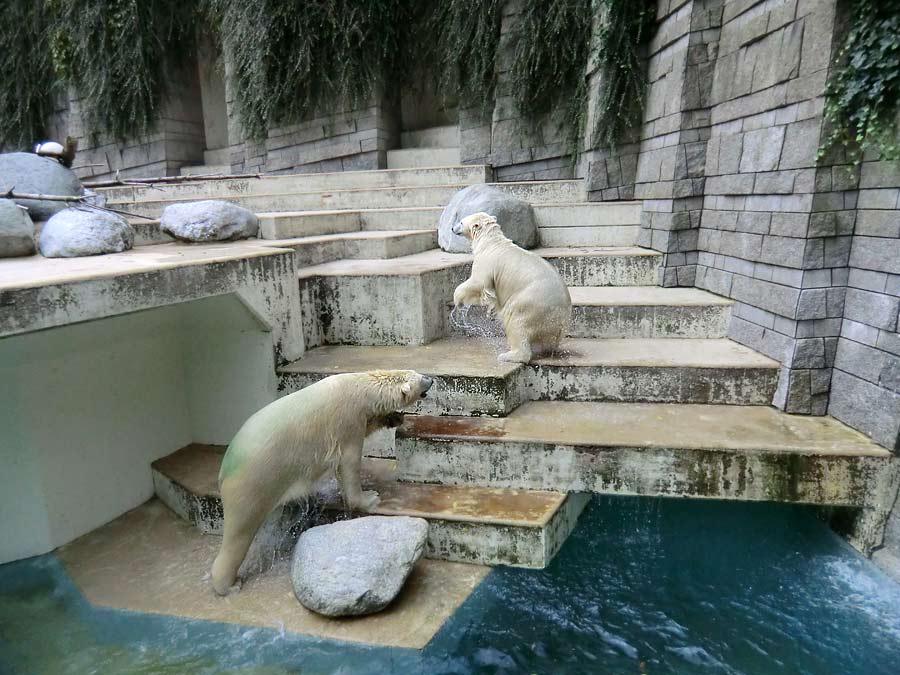 Eisbären im Zoologischen Garten Wuppertal am 22. August 2014