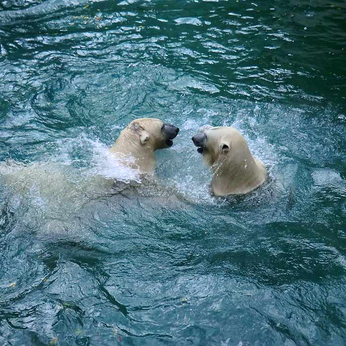 Eisbären am 22. August 2014 im Wuppertaler Zoo