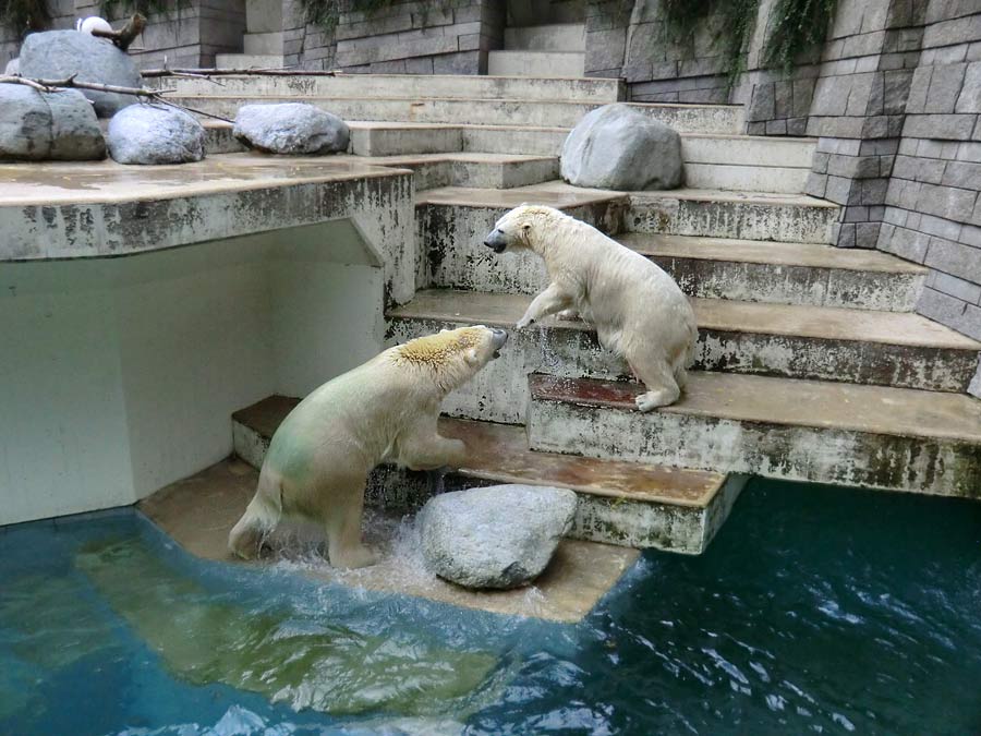 Eisbären im Zoo Wuppertal am 22. August 2014