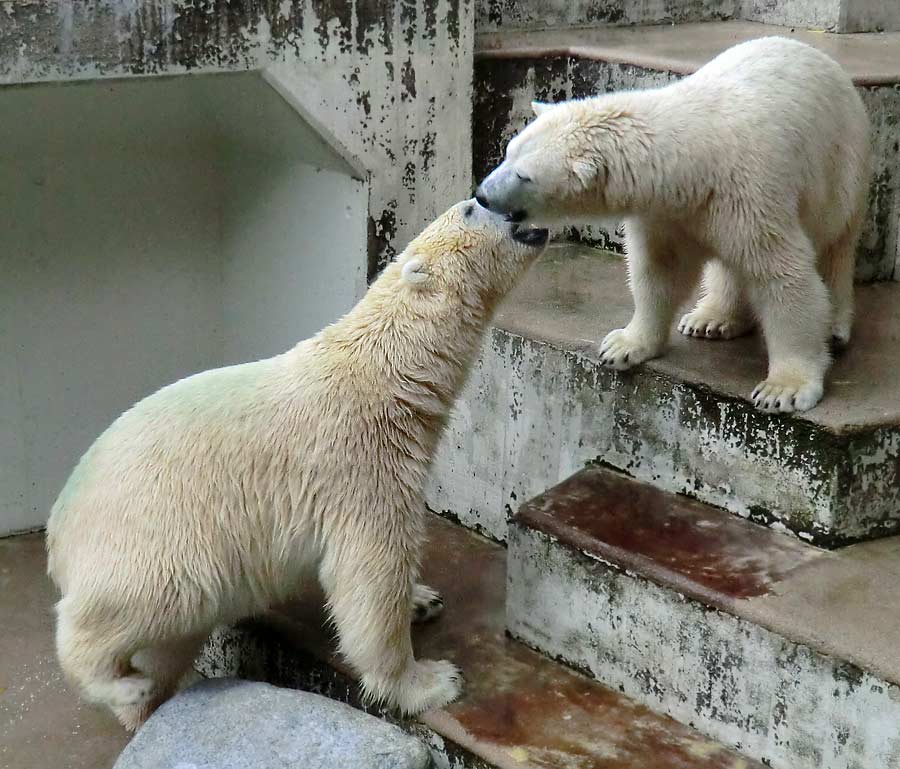 Eisbären im Zoologischen Garten Wuppertal am 22. August 2014