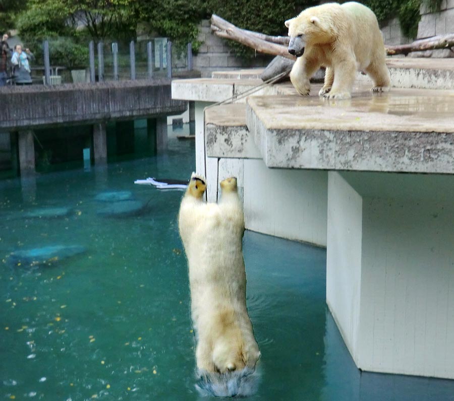 Eisbären im Wuppertaler Zoo am 22. August 2014