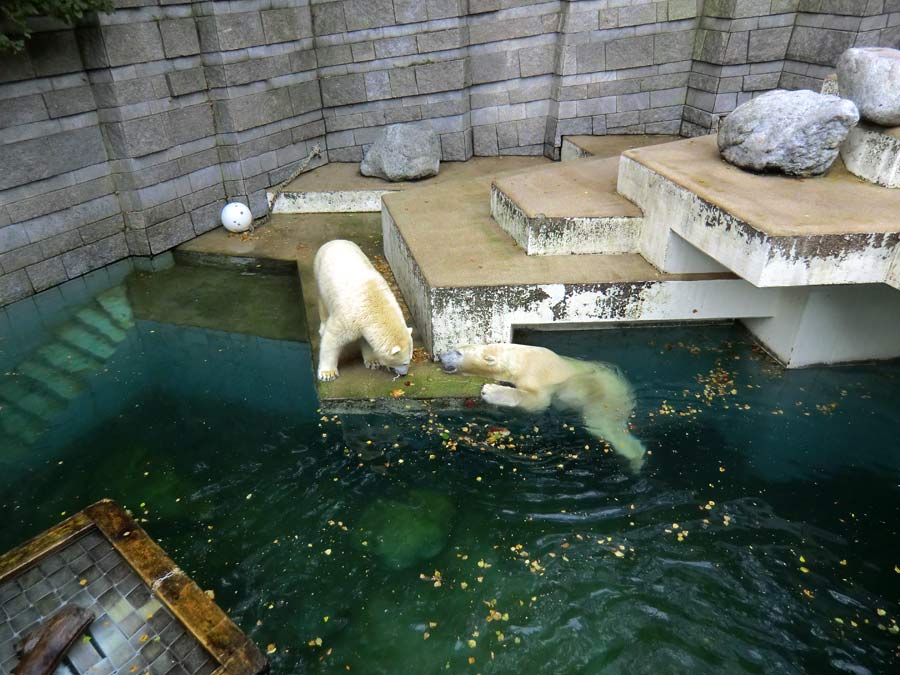 Eisbärin und Eisbär im Zoo Wuppertal am 13. September 2014