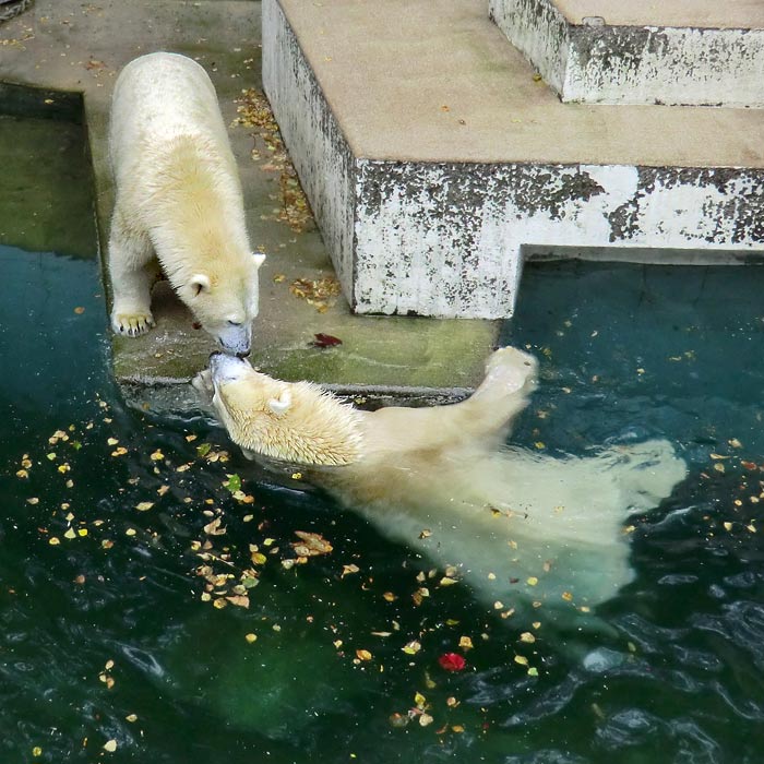 Eisbären am 13. September 2014 im Wuppertaler Zoo