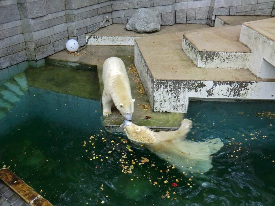 Eisbärin und Eisbär im Zoologischen Garten Wuppertal am 13. September 2014