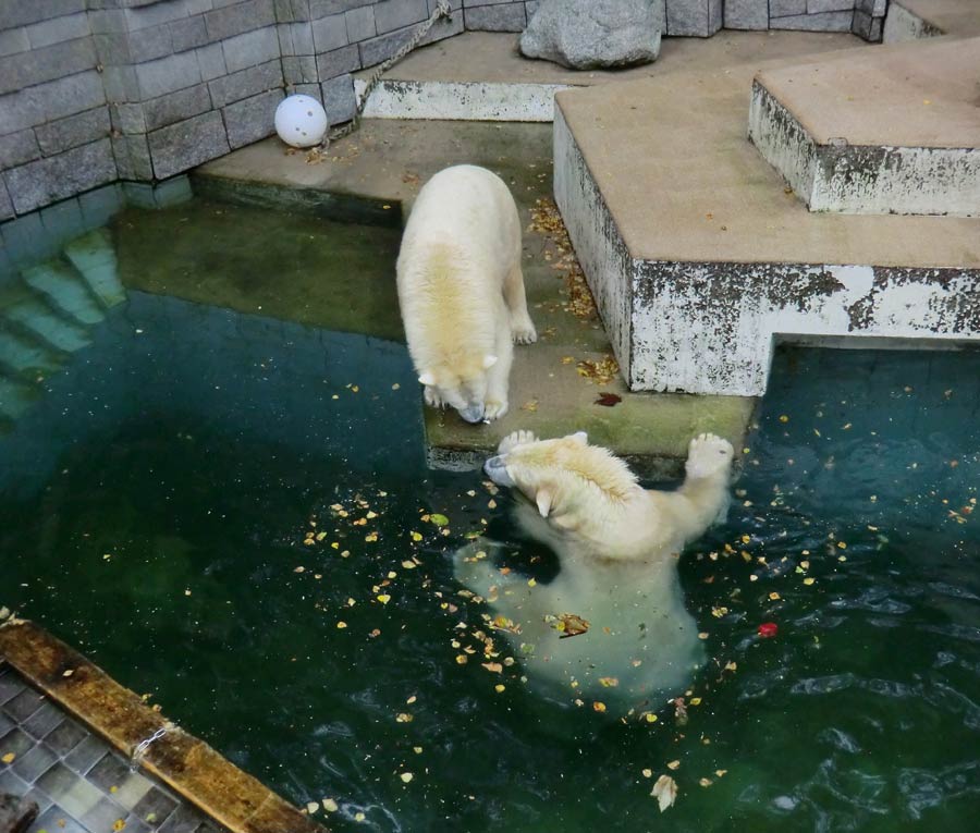 Eisbärin und Eisbär im Wuppertaler Zoo am 13. September 2014