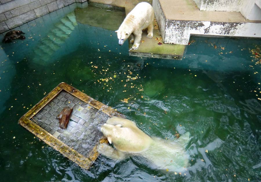 Eisbärin und Eisbär im Zoologischen Garten Wuppertal am 13. September 2014