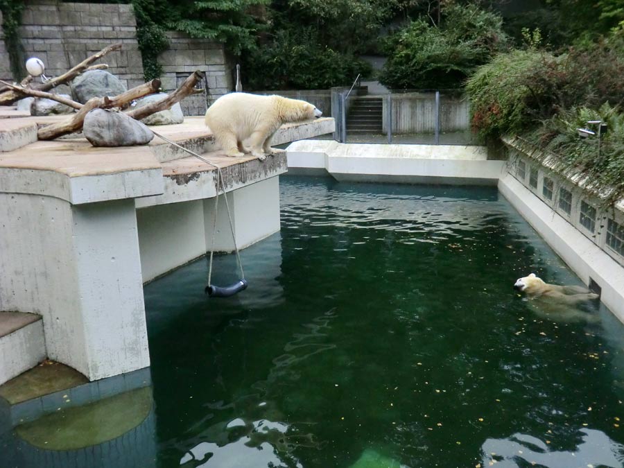 Eisbärin und Eisbär im Wuppertaler Zoo am 13. September 2014