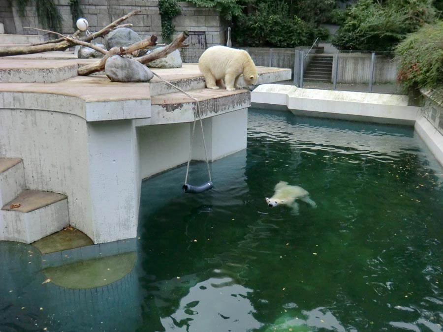 Eisbären im Zoo Wuppertal am 13. September 2014