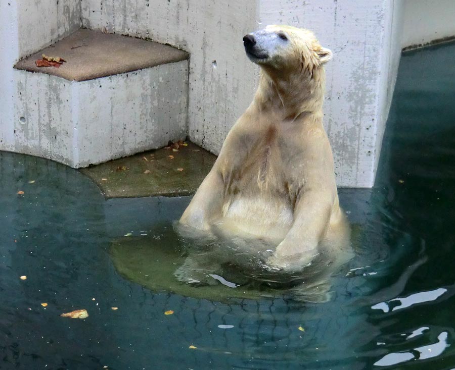 Eisbär im Zoologischen Garten Wuppertal am 13. September 2014
