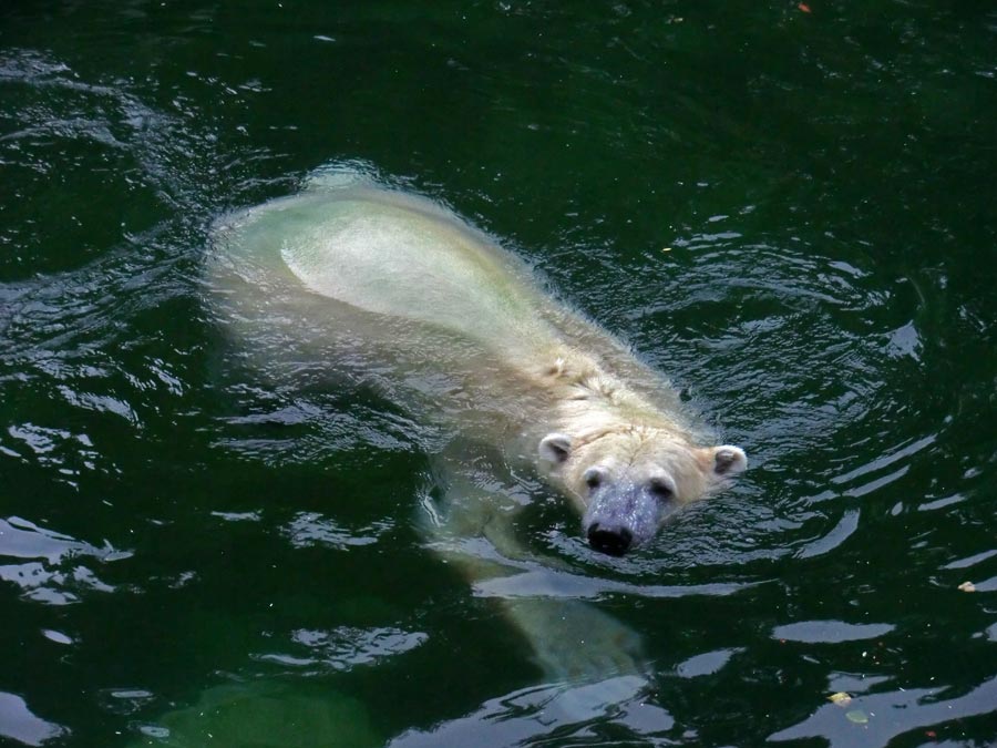 Eisbär im Wuppertaler Zoo am 13. September 2014