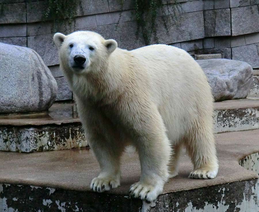 Eisbärin im Zoologischen Garten Wuppertal am 13. September 2014