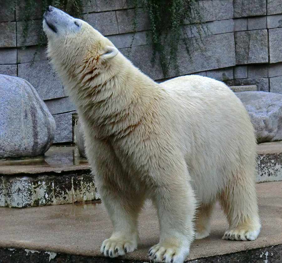 Eisbärin im Wuppertaler Zoo am 13. September 2014