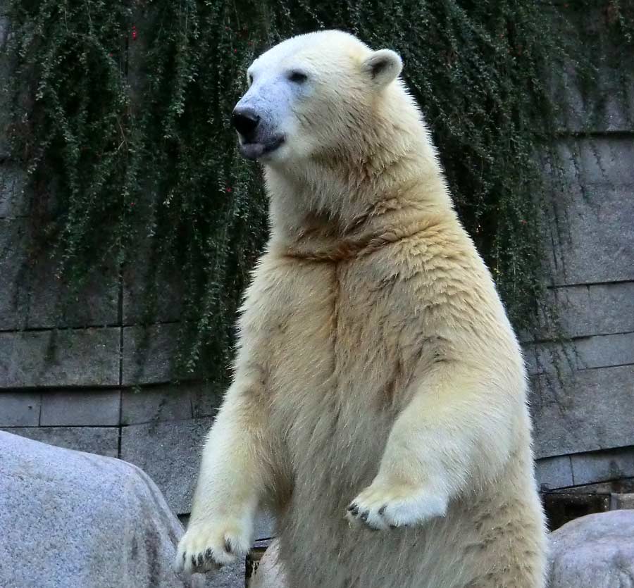 Eisbärin im Zoologischen Garten Wuppertal am 13. September 2014