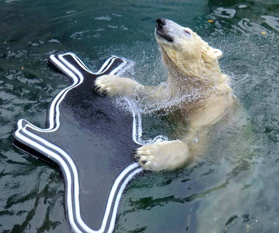 Eisbär im Wuppertaler Zoo am 13. September 2014