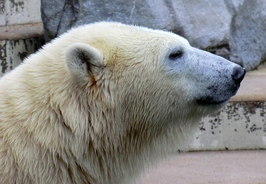 Eisbärin im Zoo Wuppertal am 13. September 2014