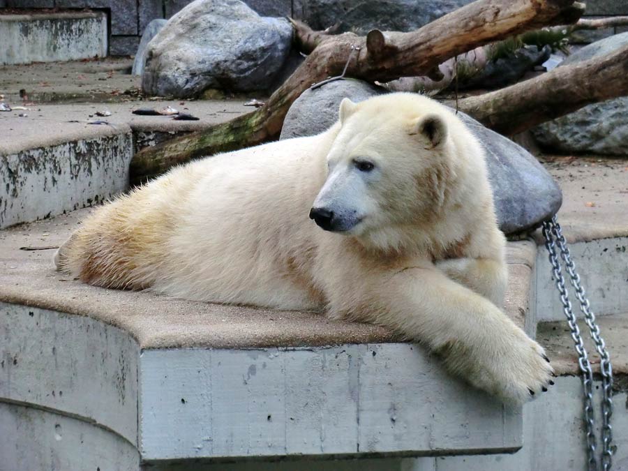 Eisbärin im Zoologischen Garten Wuppertal am 2. November 2014