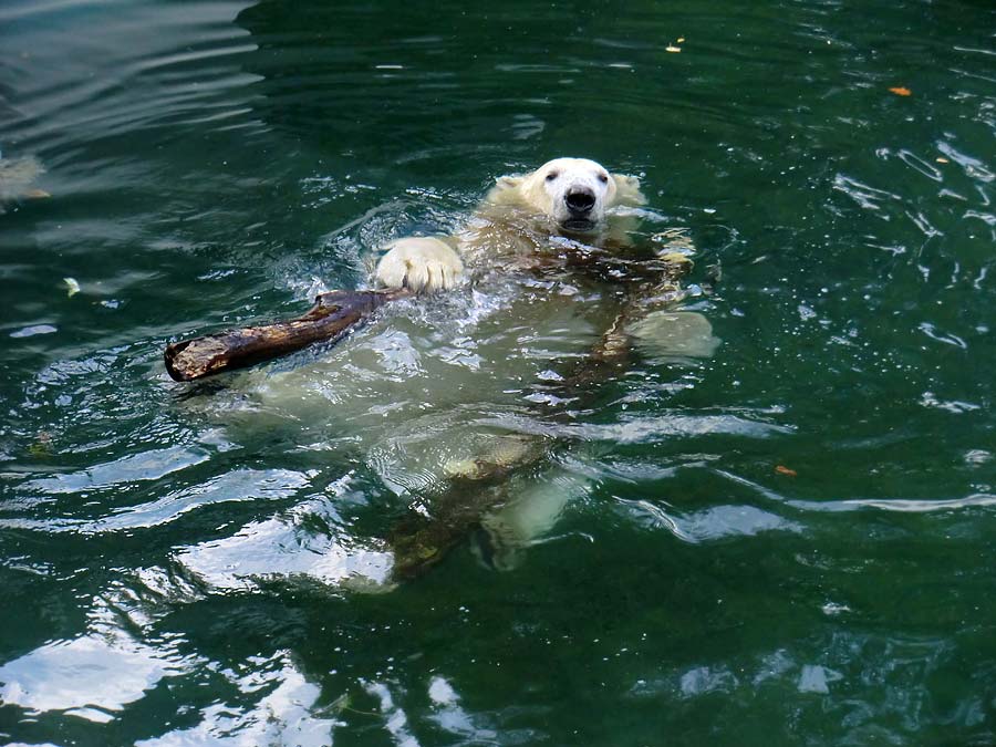 Eisbär im Wuppertaler Zoo am 2. November 2014