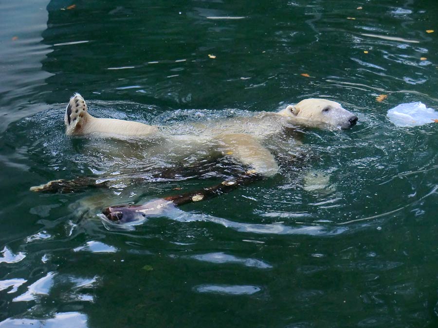 Eisbär im Zoo Wuppertal am 2. November 2014